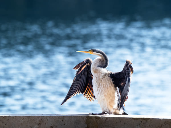 Mimal by Paul Amyes on 500px.com