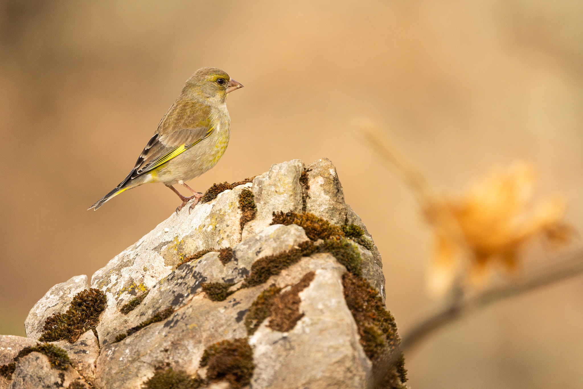 Verderón común, Chloris chloris
