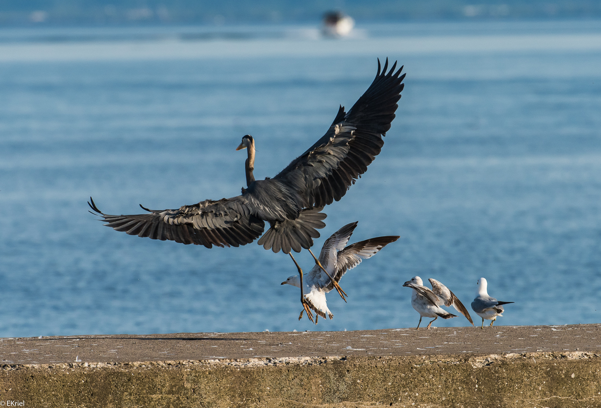 Nikon D810 + Nikon AF-S Nikkor 200-400mm F4G ED-IF VR sample photo. D81_7954.jpg photography