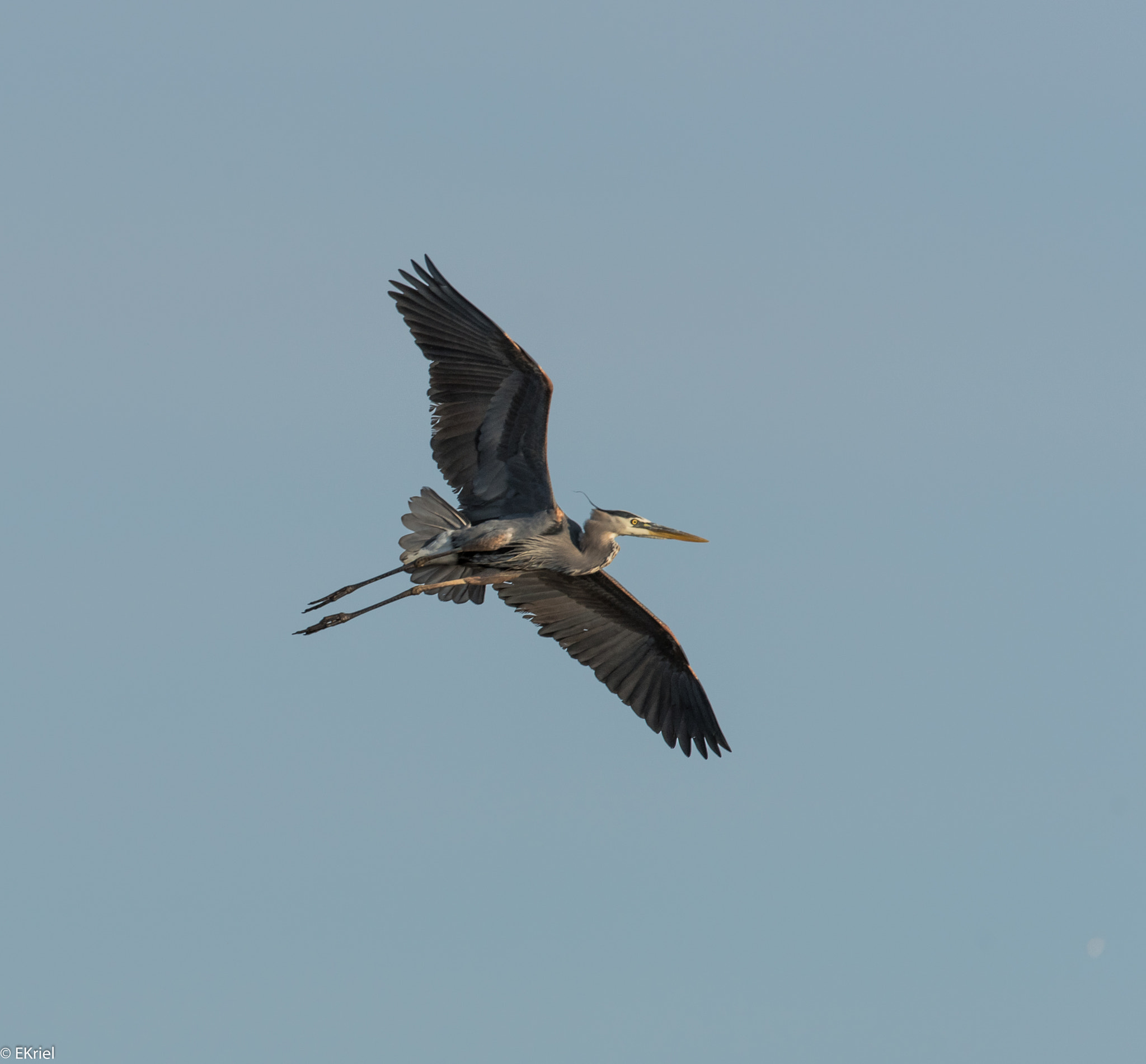 Nikon AF-S Nikkor 200-400mm F4G ED-IF VR sample photo. D81_7944.jpg photography