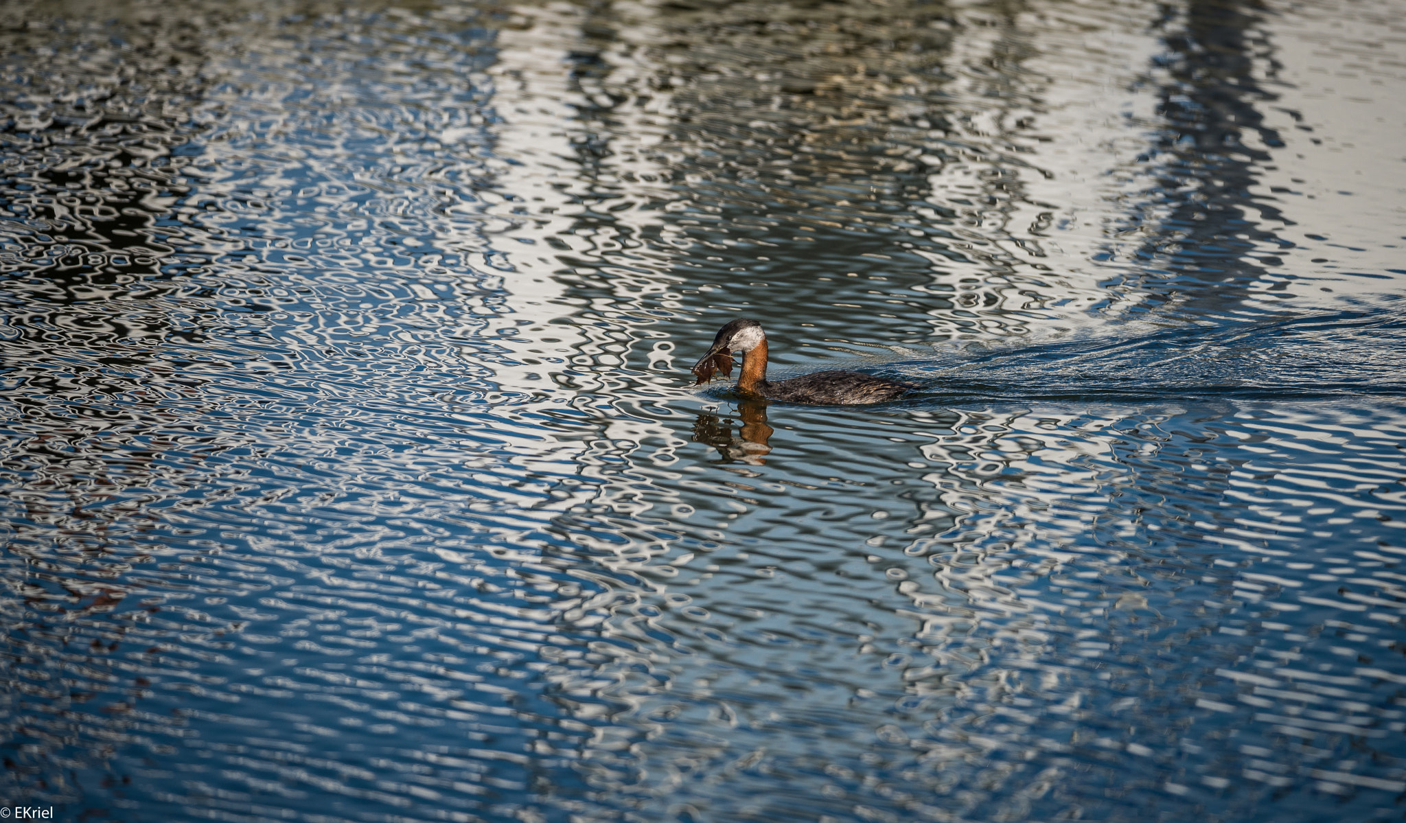 Nikon D810 + Nikon AF-S Nikkor 200-400mm F4G ED-IF VR sample photo. D81_7792.jpg photography