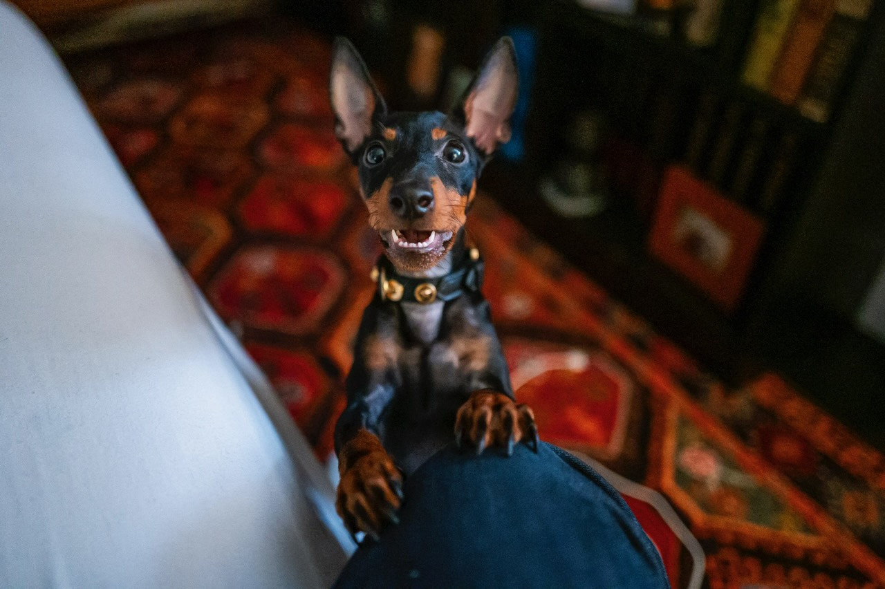 Feed Me!