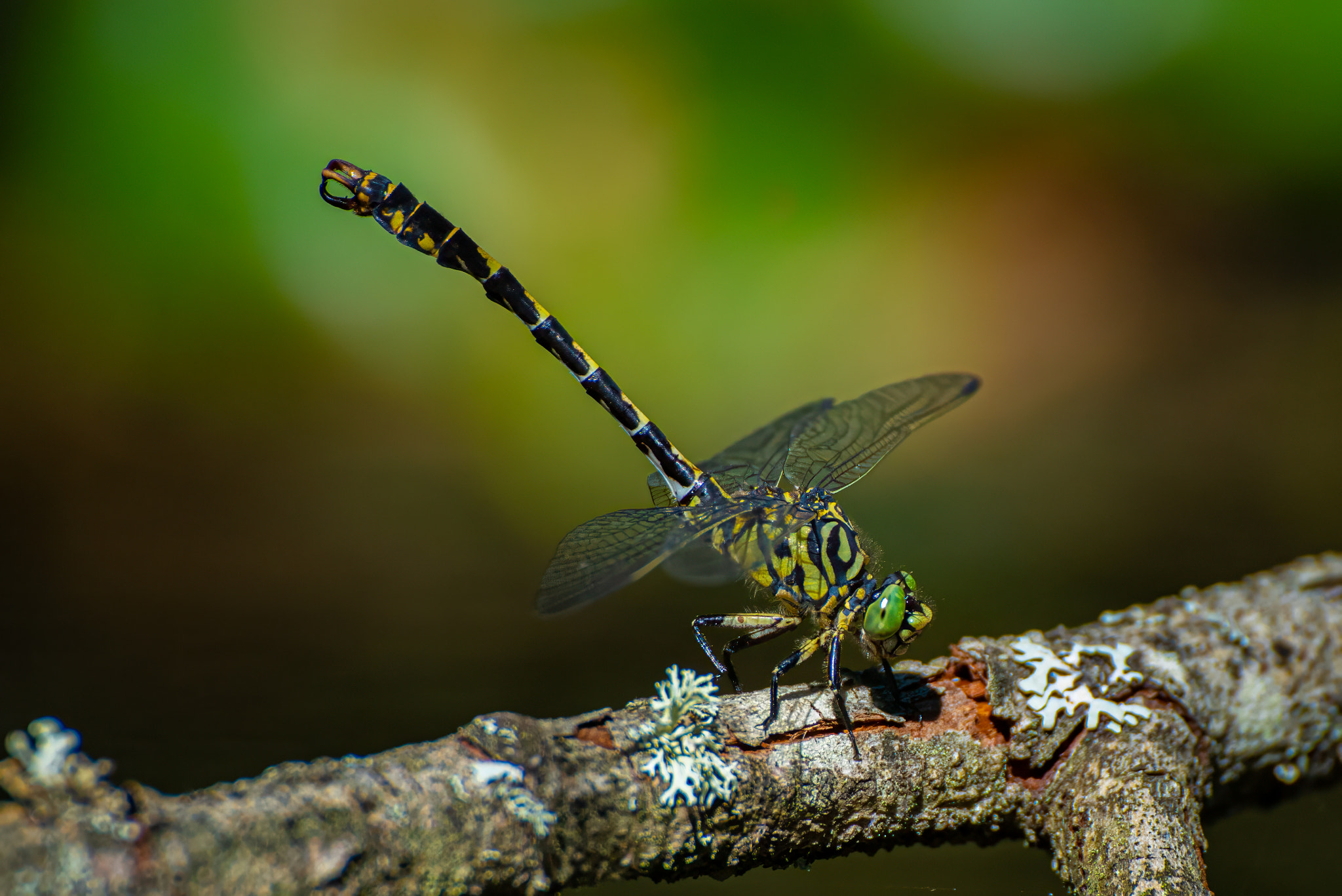 Grünäugige Zangenlibelle auf einem Ast