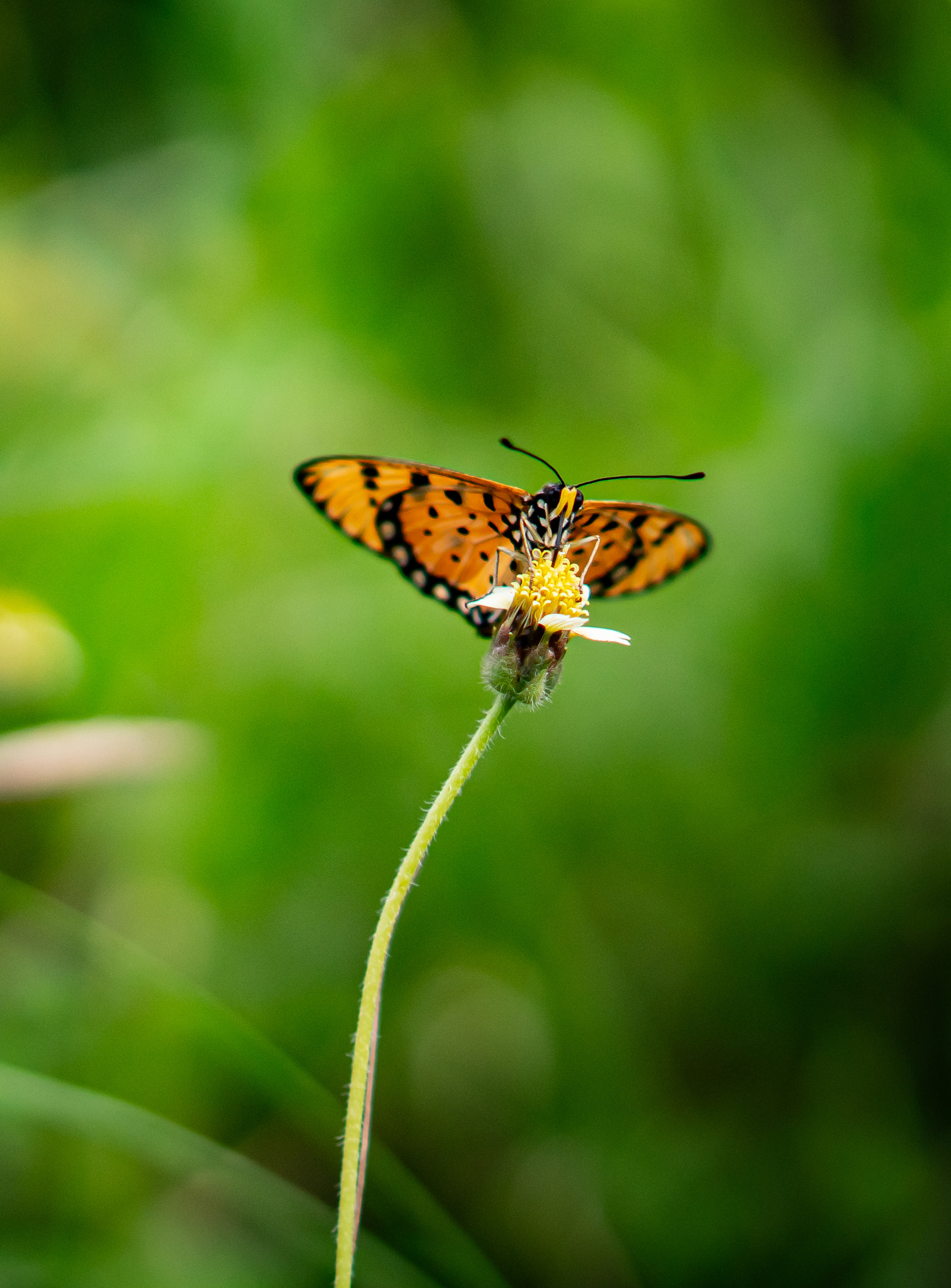 Close-up of butterfly pollinating on flower