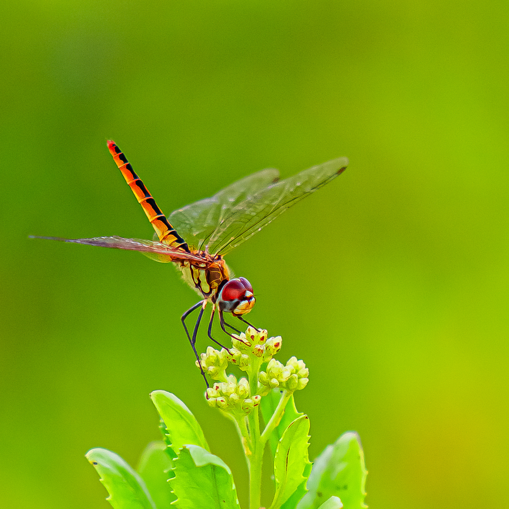 Close-up of dragonfly on plant