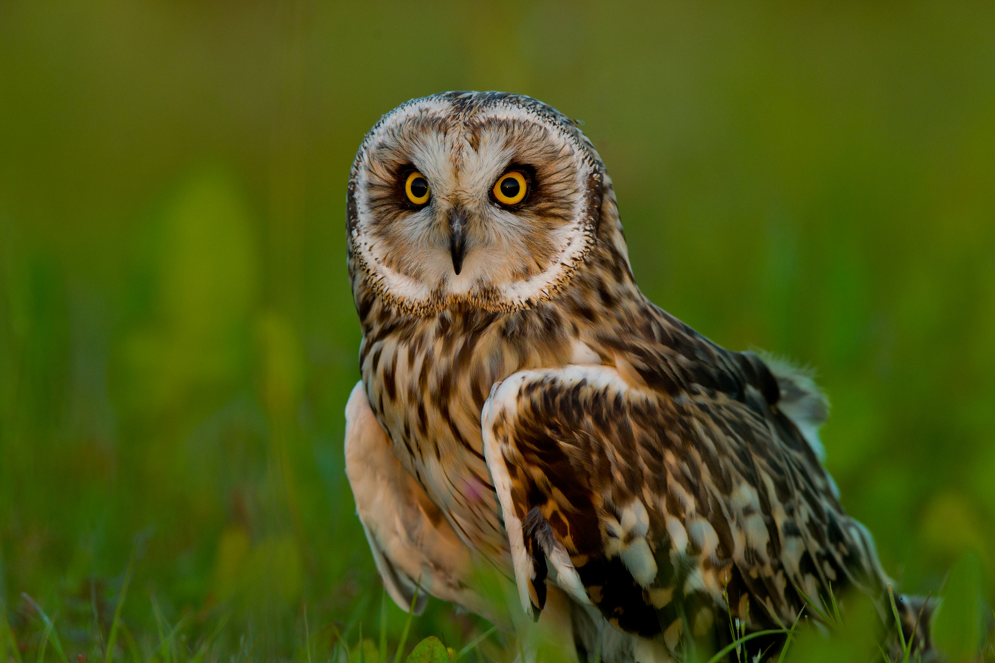 Short-Eared Owl (Asio flammeus) on the ground.