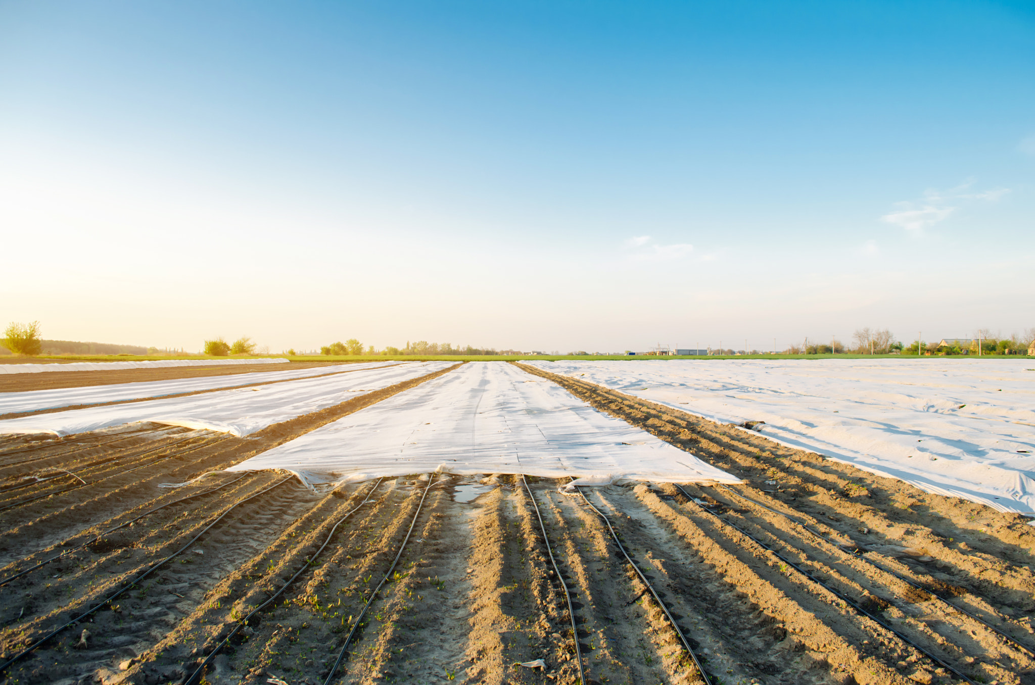 Agricultural landscape. Growing organic vegetables in small greenhouses. Drip irrigation. Spunbond t