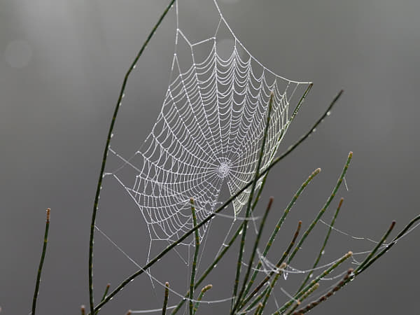 Dew On A Web by Paul Amyes on 500px.com