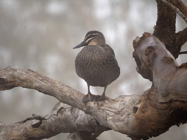 Ngowonan by Paul Amyes on 500px.com