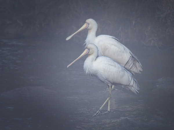 Kaaka-baaka by Paul Amyes on 500px.com
