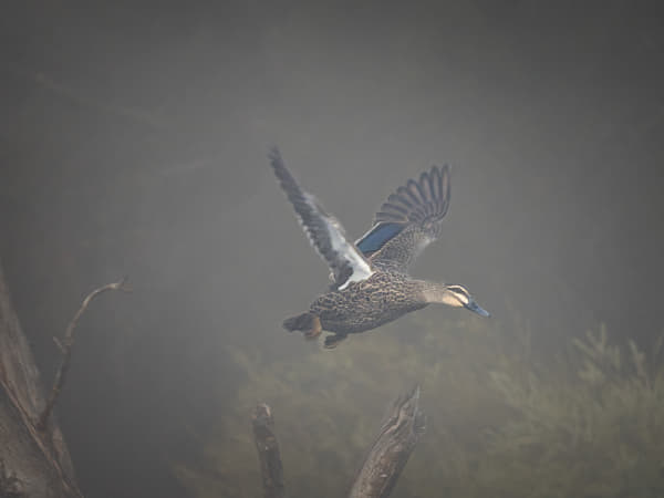 Ngowonan by Paul Amyes on 500px.com