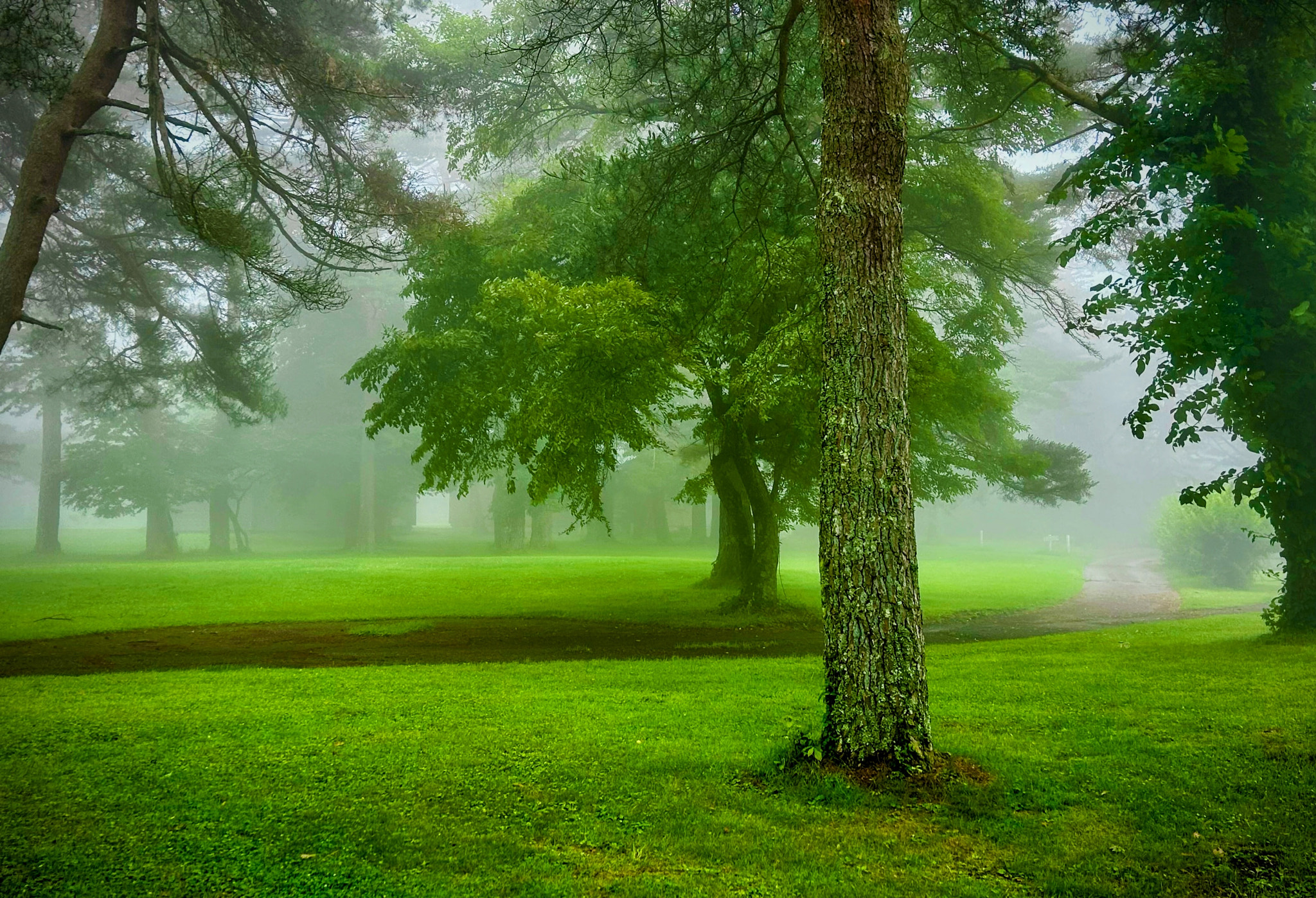 Fresh green taken by iPhone