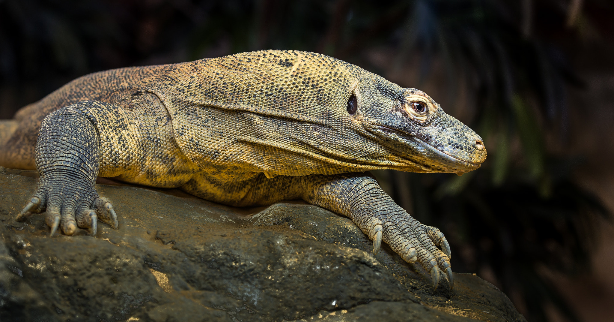 Komodo dragon