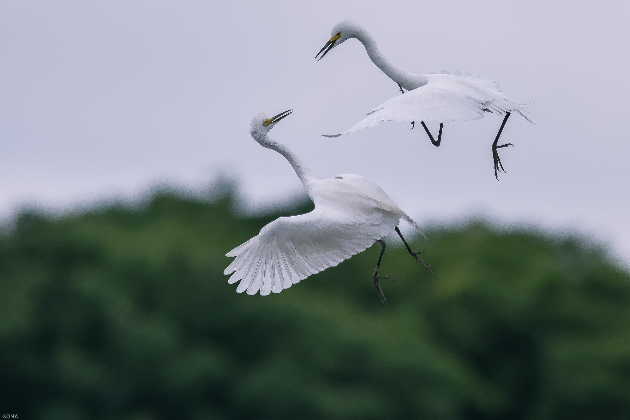 Nikon AF-S Nikkor 400mm F2.8G ED VR II sample photo. Sagi photography