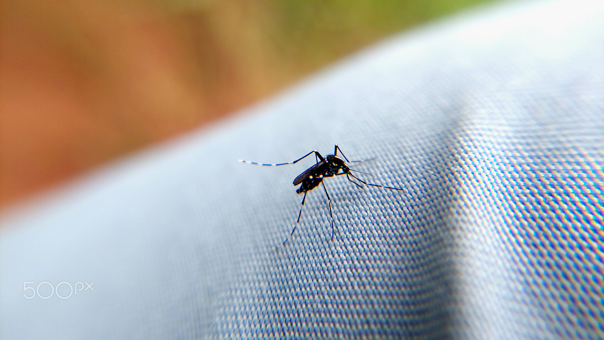 a large Aedes mosquito perched on fabric, attempting to bite through it. The mosquito has a dark bod