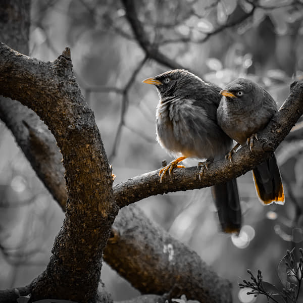 Jungle babbler, the angry birds by Girish Joshi on 500px.com
