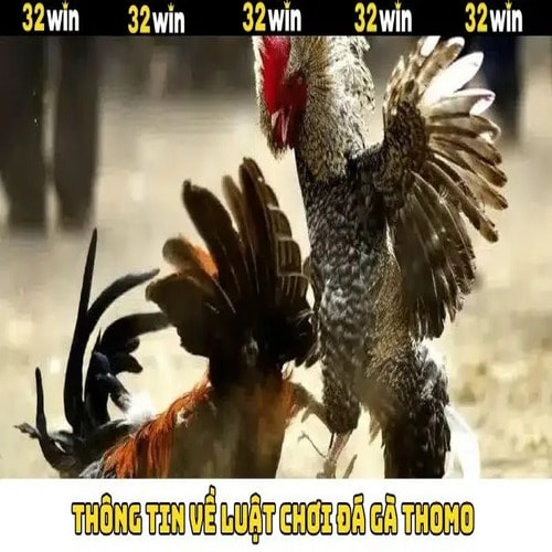Luật chơi đá gà Thomo tại 32Win: Những điều người chơi cần biết