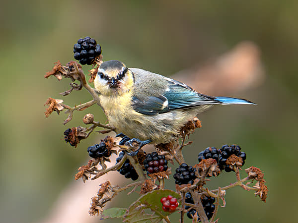 Blue Tit and Blackberries – A Glimpse of Wild Beauty