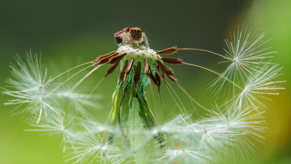 Saitis barbipes on dandelion
