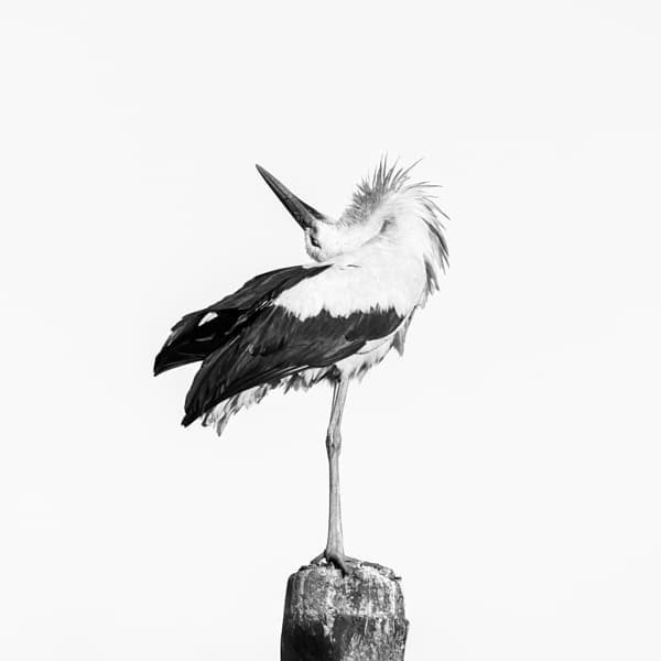 Stork