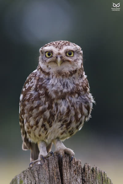 Mocho-galego, Little Owl (Athene noctua)
