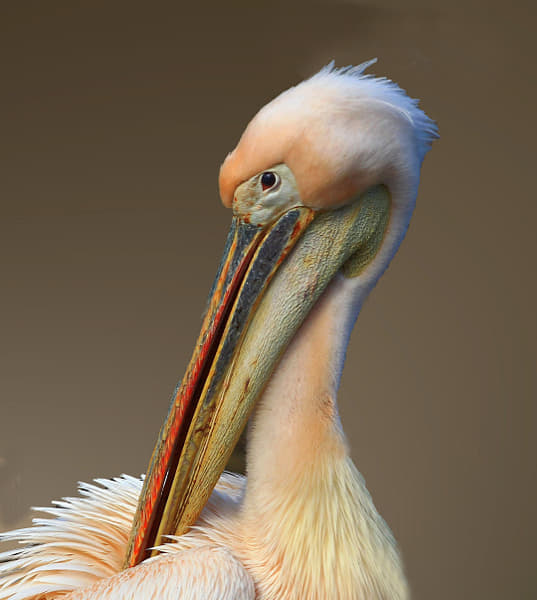 Pelikan Portrait
