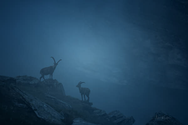 Capricorns