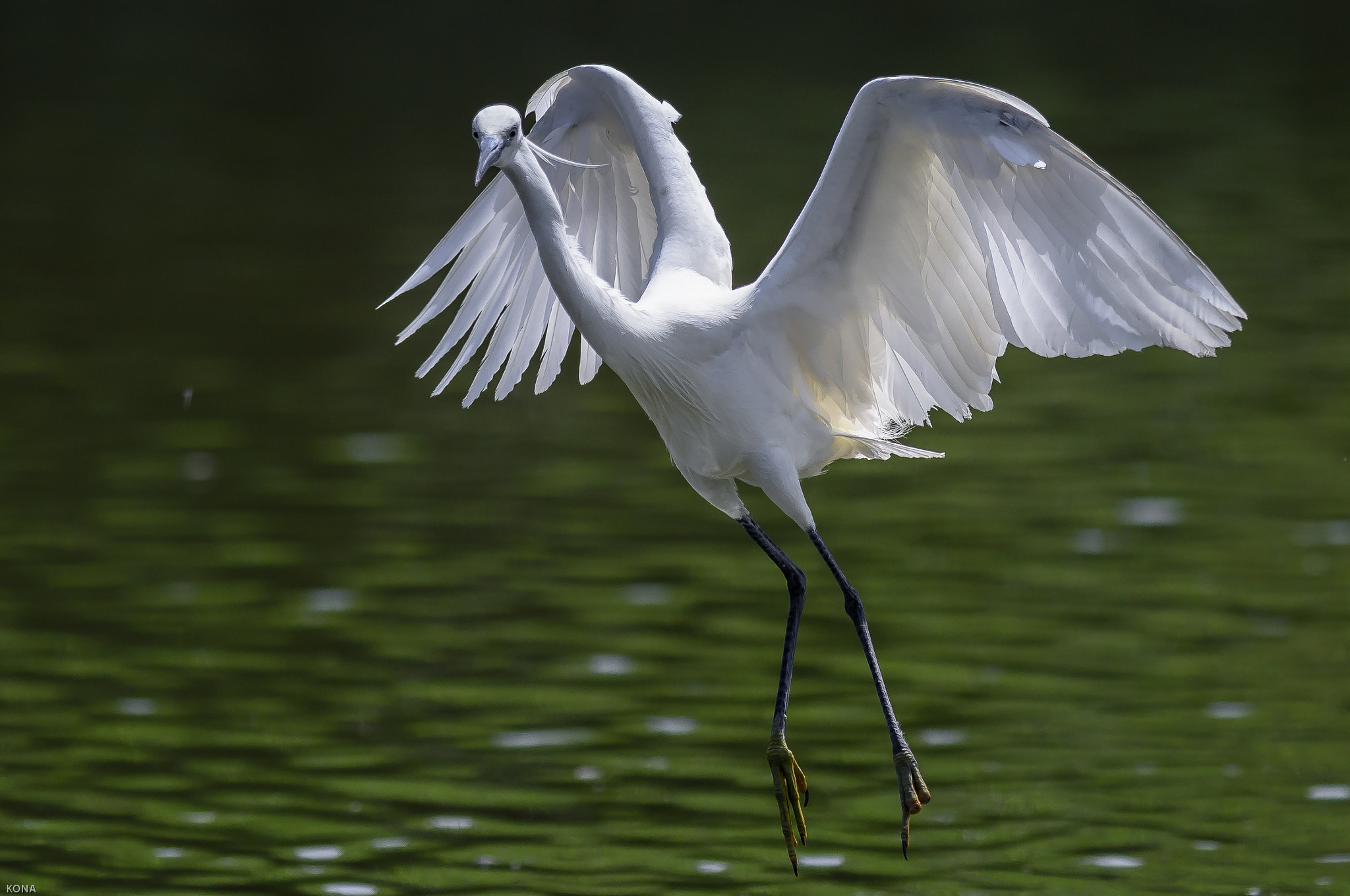 Nikon AF-S Nikkor 400mm F2.8G ED VR II sample photo. Sagi photography