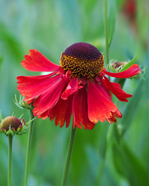 Red Helenium by Roger Murray | 500px