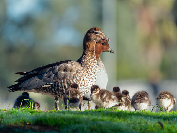 The Proud Parents by Paul Amyes on 500px.com