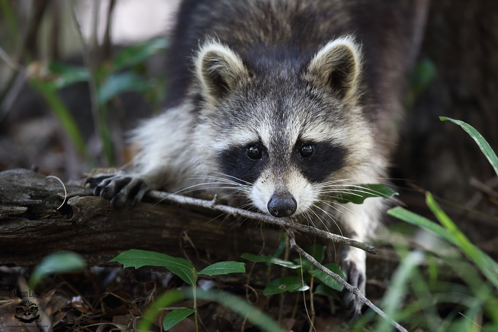 Baby Raccoon by Megan Lorenz / 500px