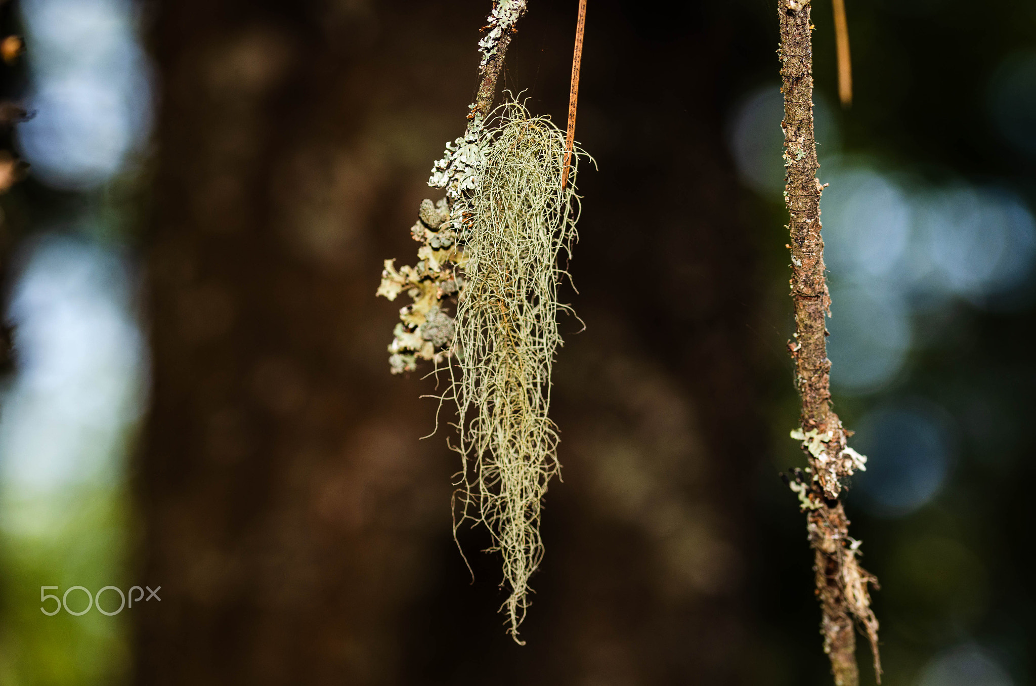 Close-Up of Lichen Hanging from Tree Branch