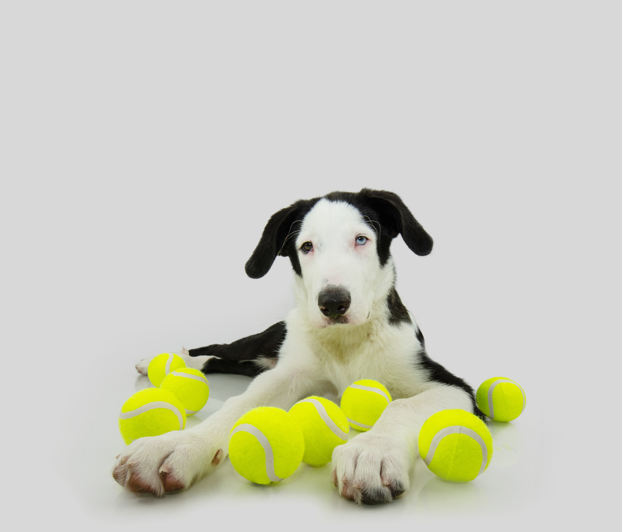 Pupy dog playing with many ball lying down. Isolated on white background