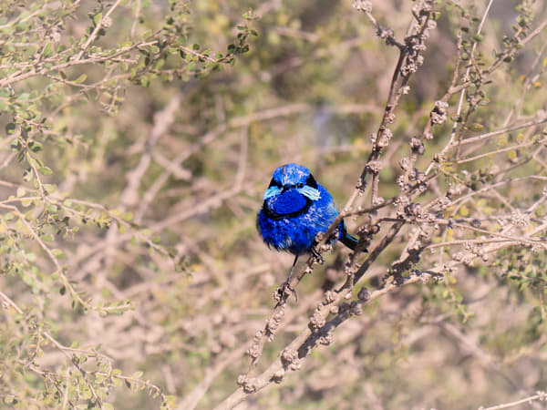 Djer-djer by Paul Amyes on 500px.com