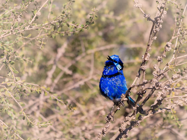 Djer-djer by Paul Amyes on 500px.com