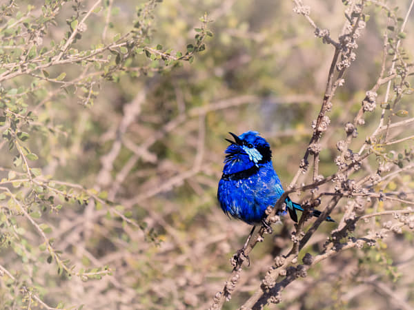 Djer-djer by Paul Amyes on 500px.com