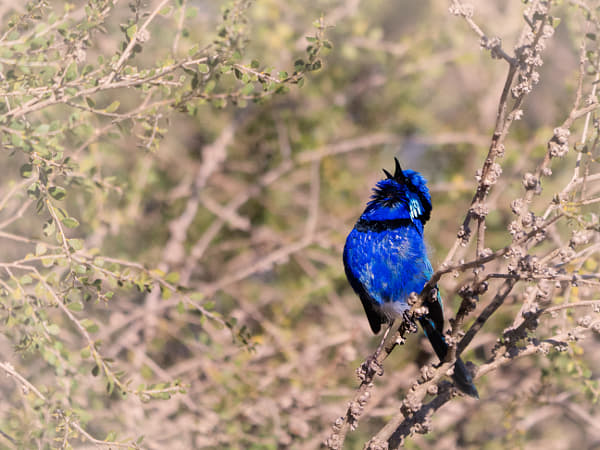 Djer-djer by Paul Amyes on 500px.com