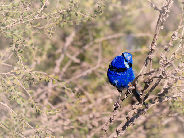 Djer-djer by Paul Amyes on 500px.com