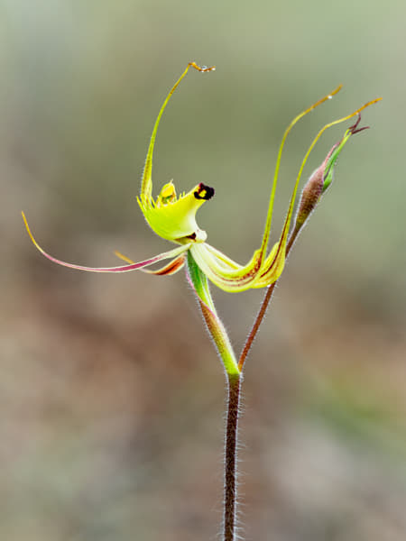 Green Spider Orchid by Paul Amyes on 500px.com