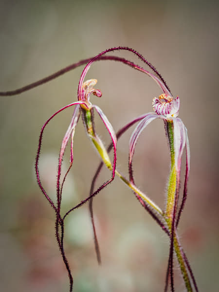 Talbot's Spider Orchid by Paul Amyes on 500px.com