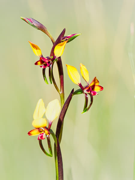 Winter Donkey Orchid by Paul Amyes on 500px.com