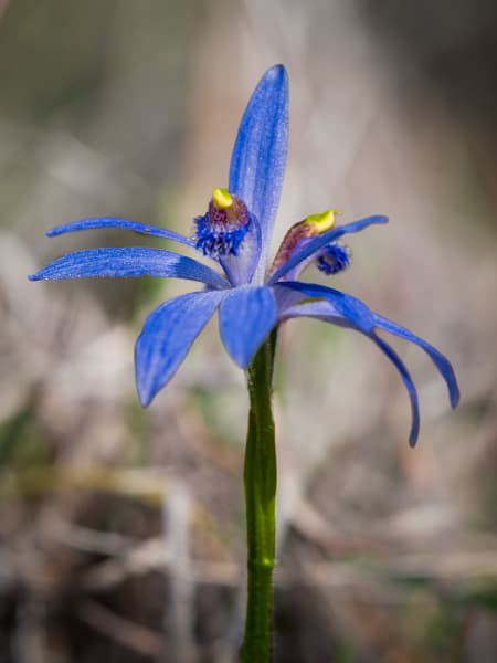 Blue Beard by Paul Amyes on 500px.com