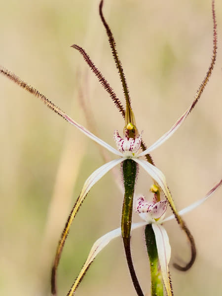 Early Wheatbelt Spider Orchid by Paul Amyes on 500px.com