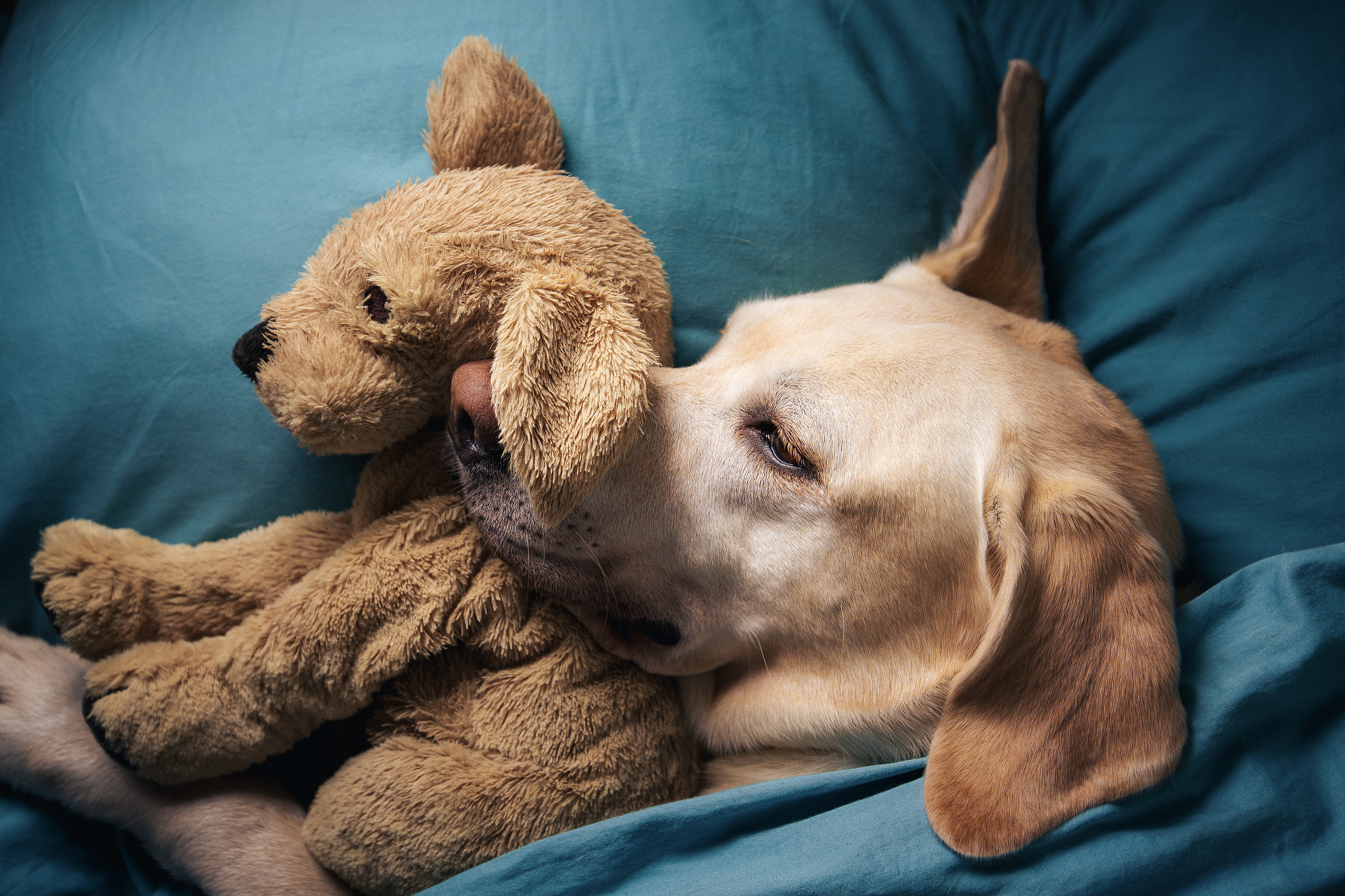 Dog lying in bed and hugging his toy\r