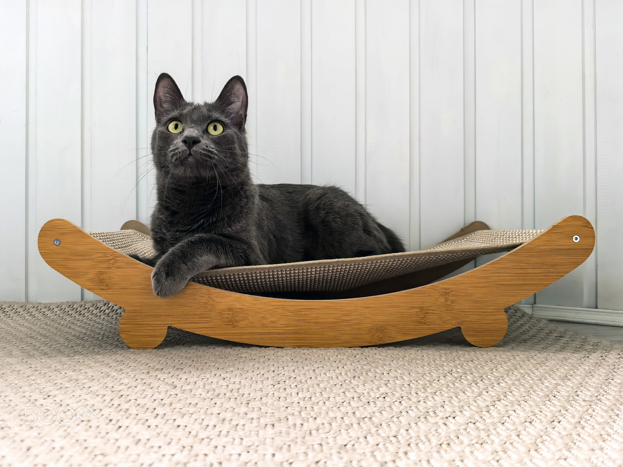 Relaxed Black Cat on Wooden Hammock Bed