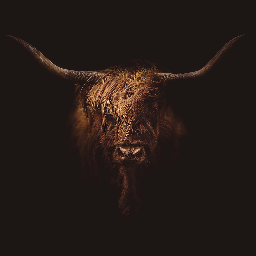 ScottishHighlandCattle by Marco Schnyder on 500px.com