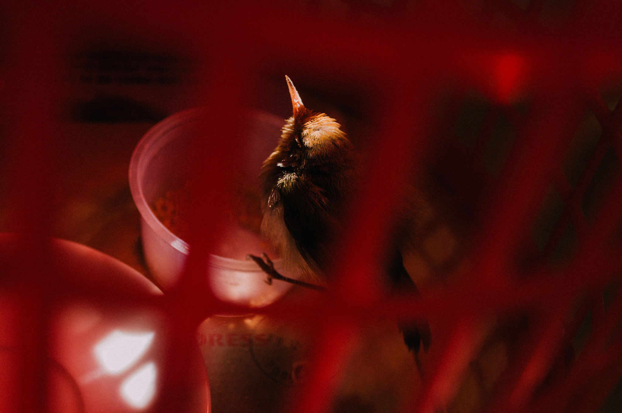 The last afternoon of the unlucky bird
