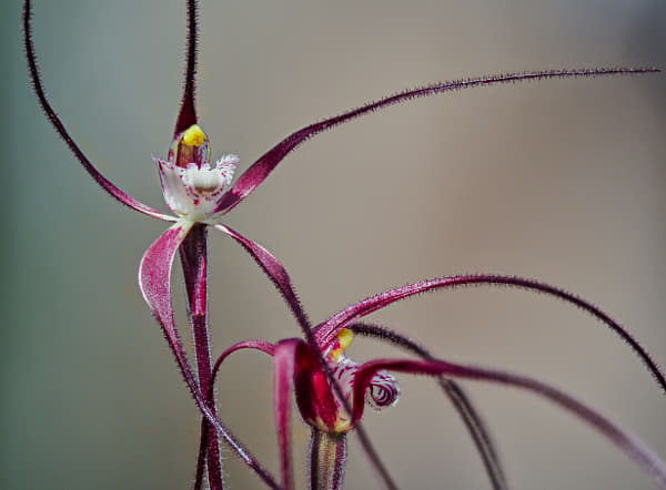 Chapman's Spider Orchid by Paul Amyes on 500px.com