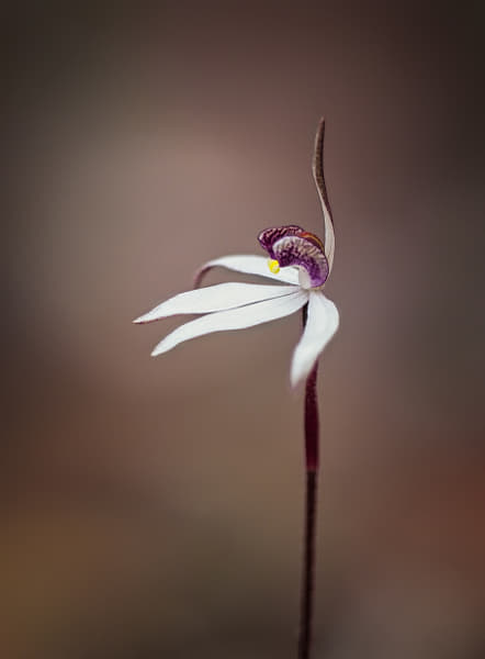 Sugar Orchid by Paul Amyes on 500px.com