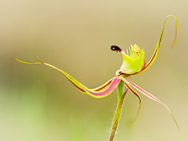 Green Spider Orchid by Paul Amyes on 500px.com